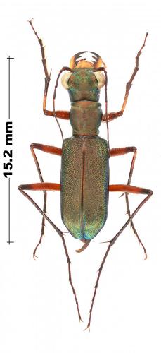 Réf. 245 366 : Heptodonta posticalis